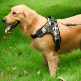 Buy Best Dog Walking Harness Vest 4 Big Dogs Online | Posh Pick Me Ups
