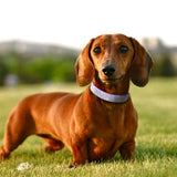 Rhinestone Bling Adjustable Dog Collar Small to Medium Dogs & Cats